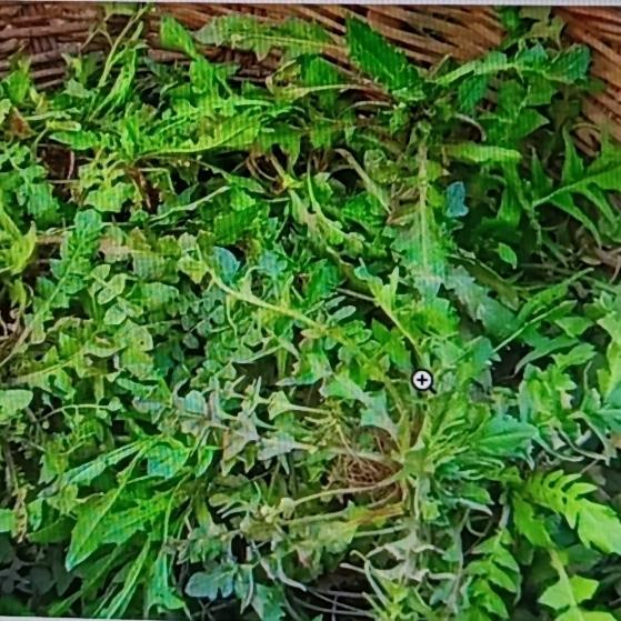 有些菜明明全身是宝，却总被误解。就像曲麻菜，春雷过后，它在田间地头冒头，浑身带刺