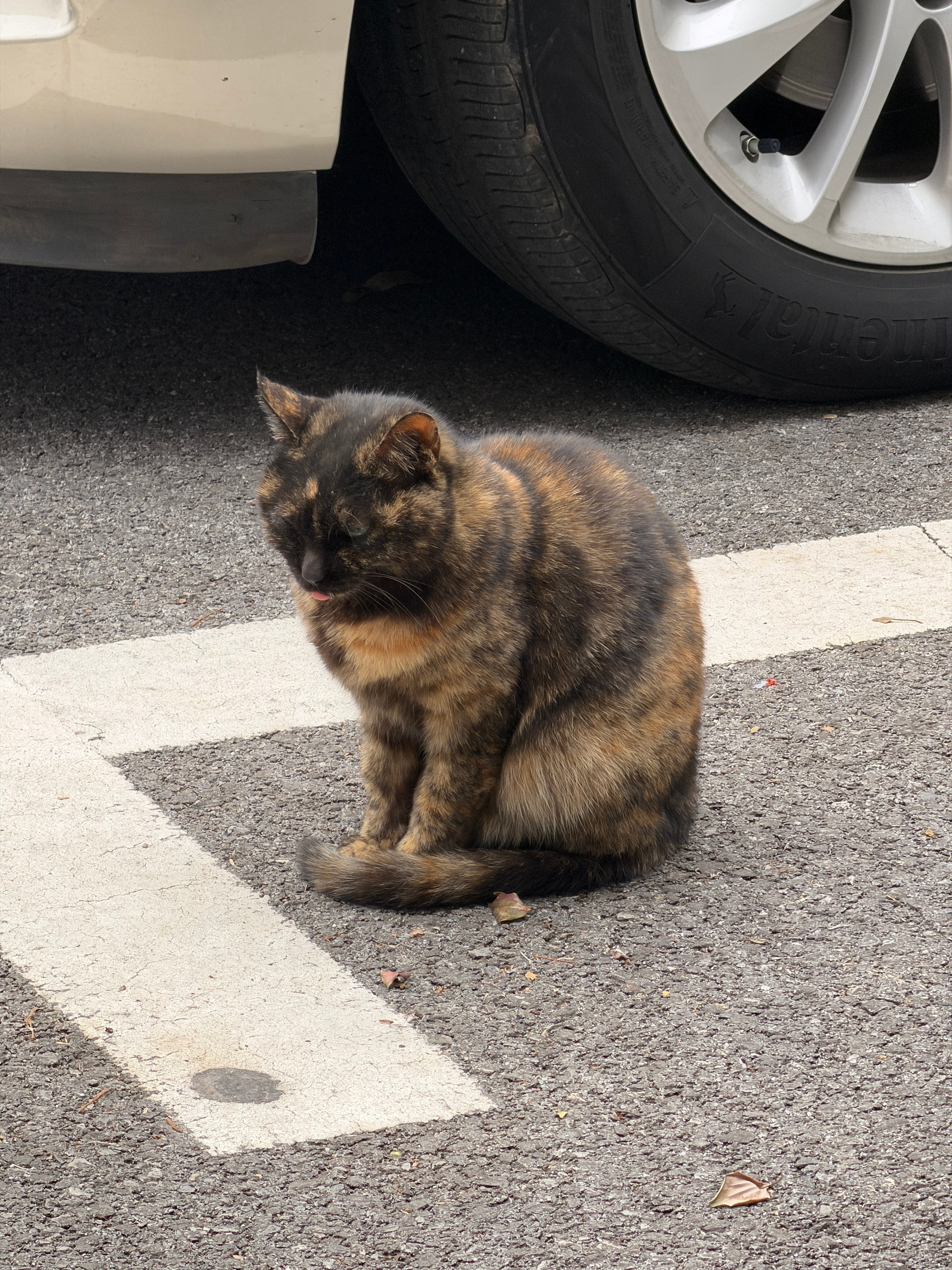 公司楼下遇到一只发霉的猫合理怀疑它在卖萌