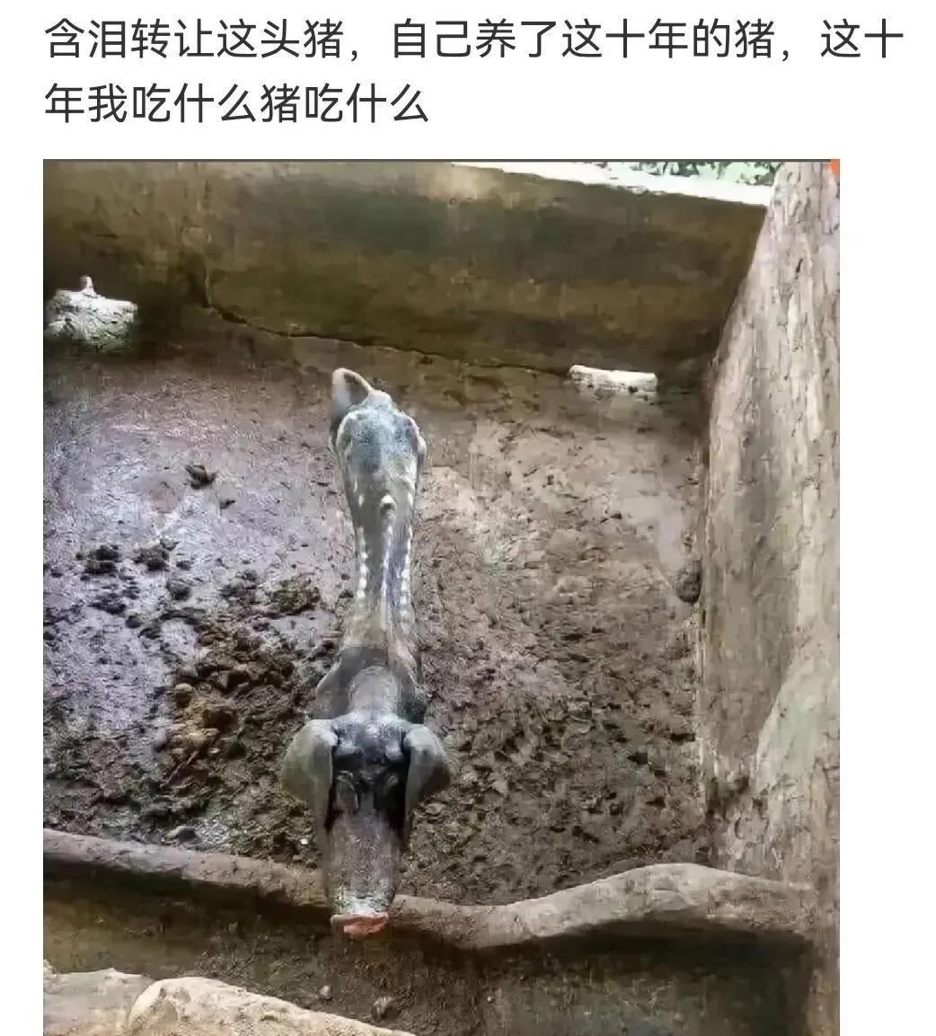 竟然十年陈？前前后后看了三遍，才认出来