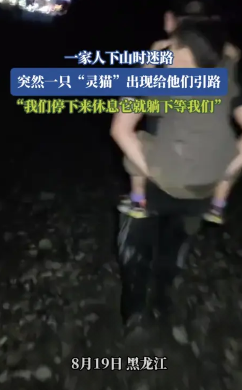 “太有灵性了！”近日，黑龙江，一家人傍晚去爬山，不料下山却迷了路，正崩溃时，前面