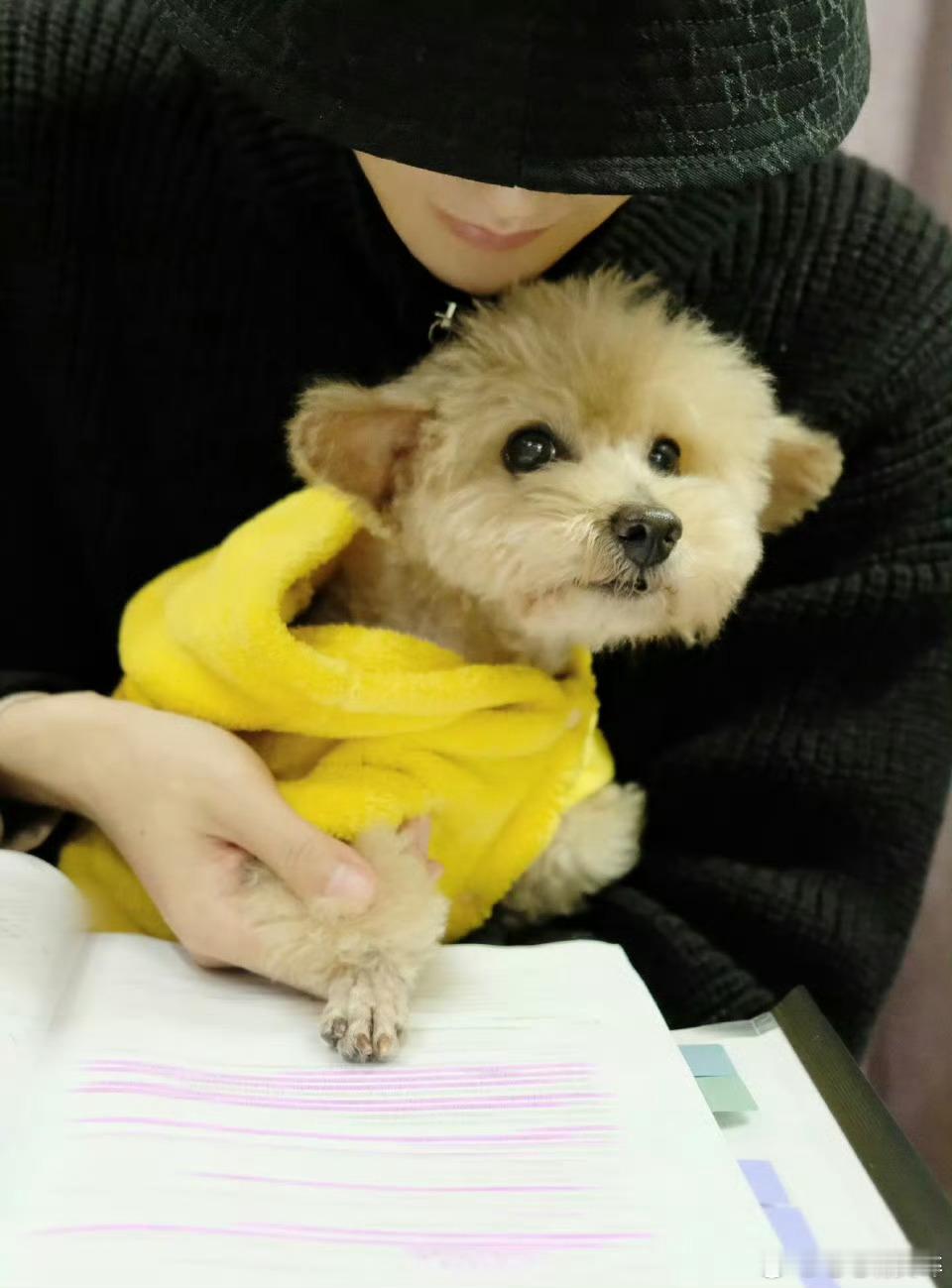 邓为的狗去世了十六岁的狗狗很长寿了，养小动物的最听不了这些，希望我家小鼻嘎也能活