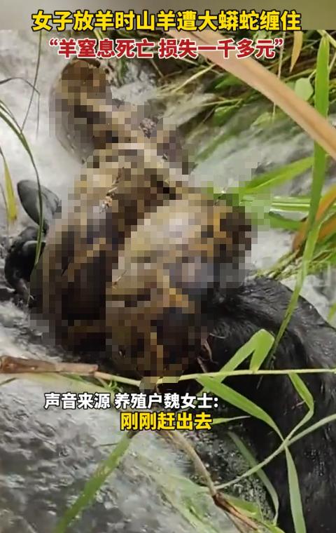 太吓人了！9月2日报道，福建莆田仙游的魏女士放羊放到一半，亲眼看自家40多斤的山