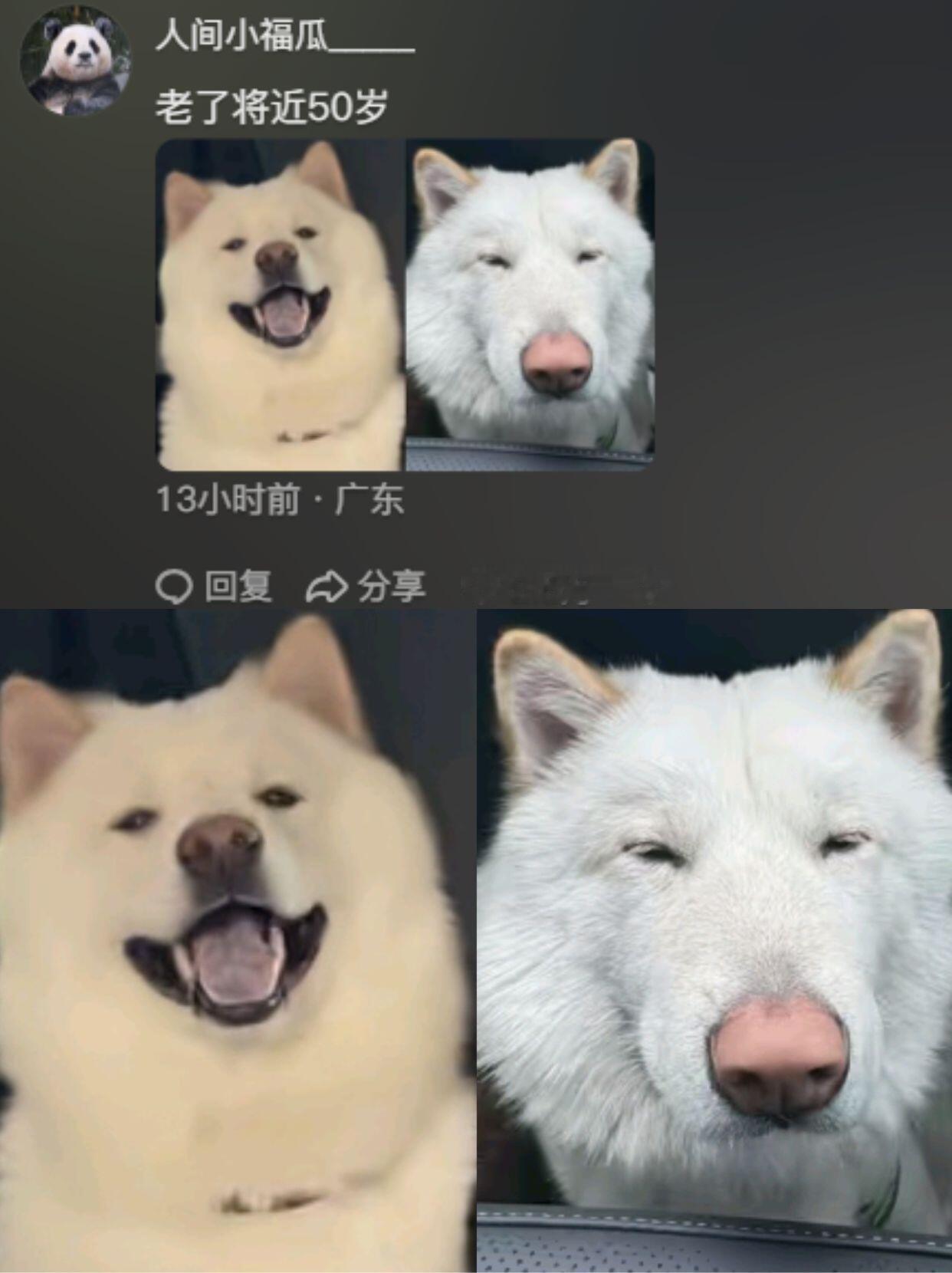 🐶：早知当初我就做留守狗了🥺车前车后两模两样