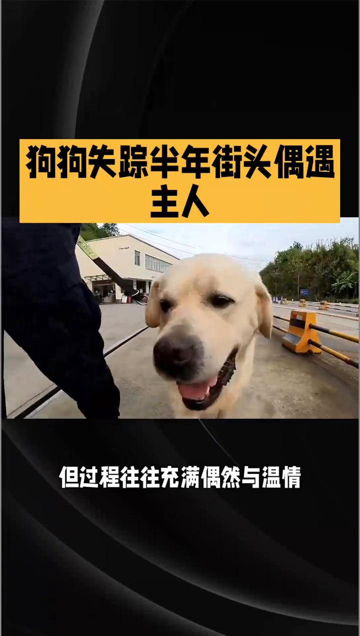 狗狗失踪半年街头偶遇主人。狗狗失踪半年街头偶遇主人竟狂奔追车相认，是奇迹还是执