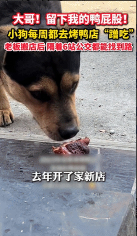 泪目了！小狗每天去烤鸭店蹭鸭屁股吃，老板搬新店后2年没再见，可就在3天前，小狗竟