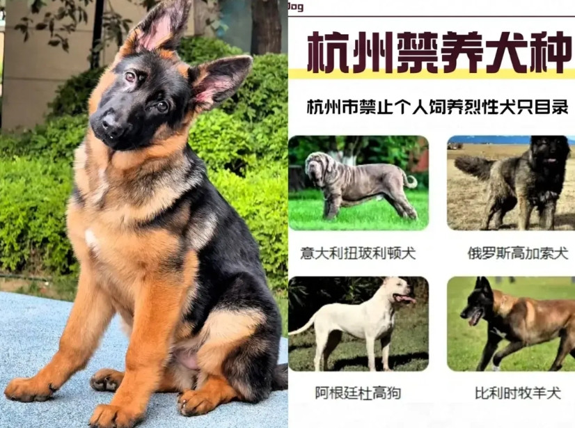 ​​杭州近期出台了的养狗新规确实给力！“白天禁止遛狗，狗出门必须戴狗罩并栓绳，商
