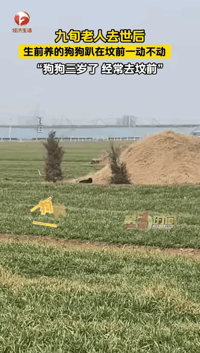 看哭了！这只狗狗的执念也太让人破防了，主人走了一年多，它就守在坟头一年多，骨瘦如