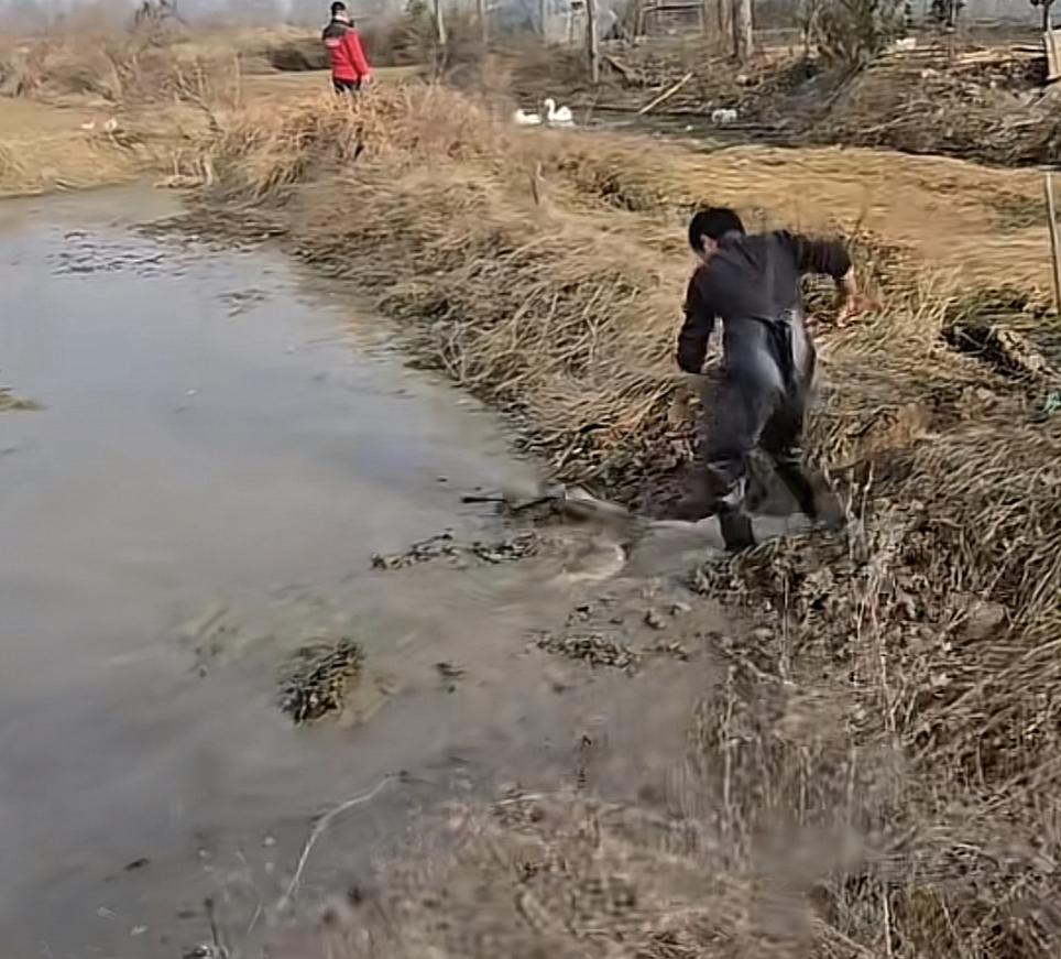 没想到消失的大鹅事件竟然还有了后续！这起大鹅失踪案发生在一个多月之前，河南信