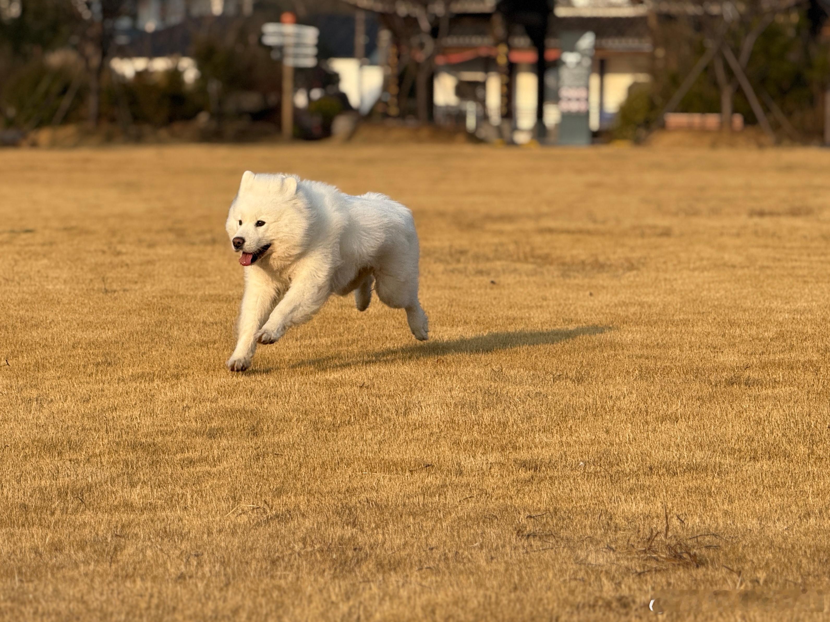 大年初二迎着朝阳奔跑，早锻炼结束~狗子都跑成七匹狼Logo了