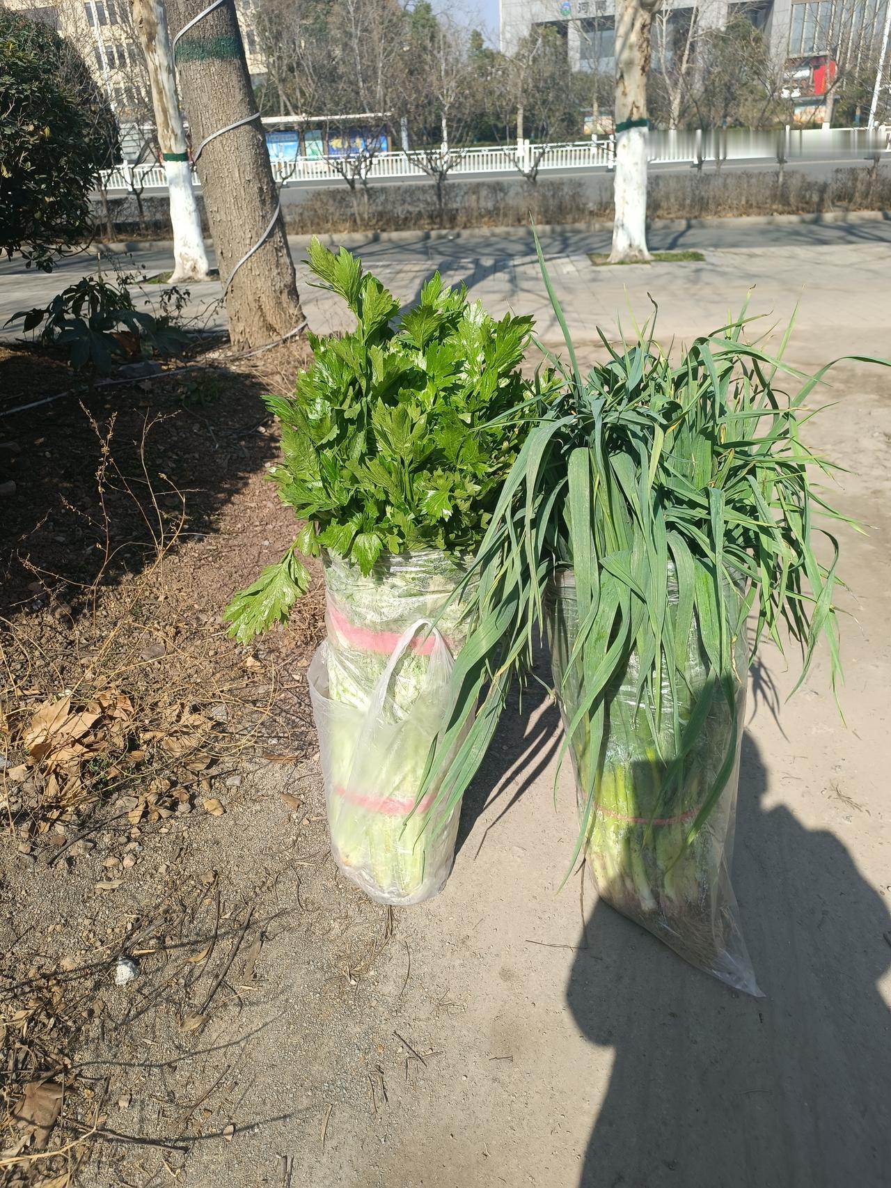 可怜天下父母心今天爸爸来给我送菜了，送了一捆蒜苗、一捆芹菜，让我感动的流出了