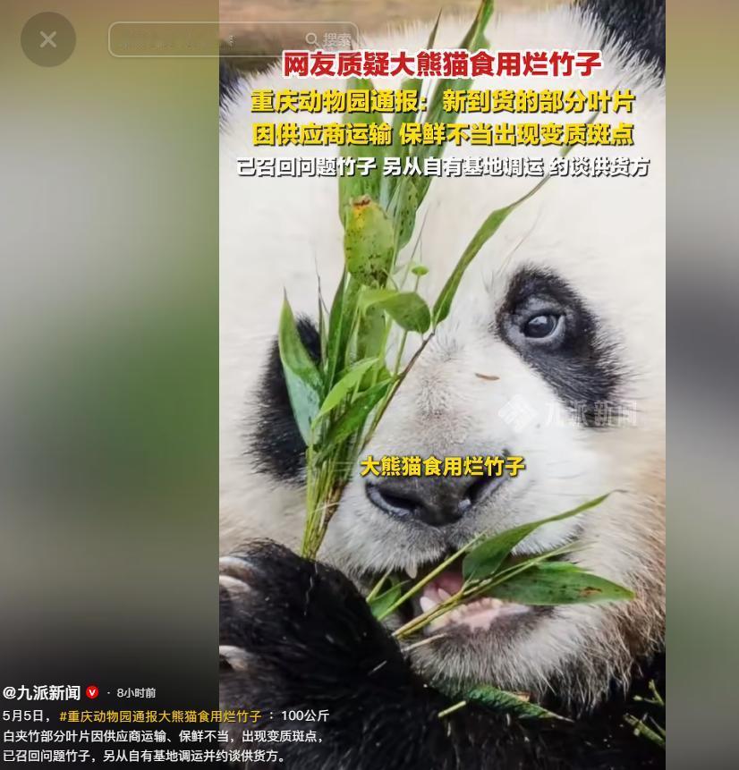 近期全网都在热议重庆动物园大熊猫的饮食安全问题，不少网友晒出实拍画面，画面里国宝