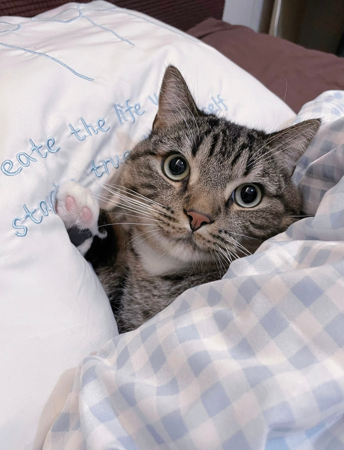小猫在生活里的重要性