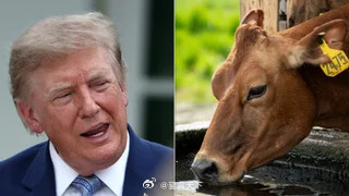 共和党内部因“进口外国牛肉”与川普发生冲突，牛肉价格成为中期选举新政治战场川普