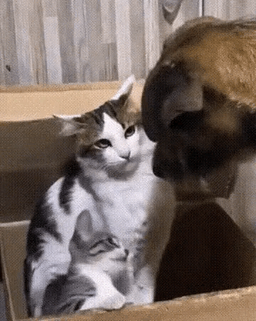 猫妈这眼神没谁了，自带杀气！[墨镜][墨镜]小奶猫有恃无恐，欠欠的[捂脸哭][