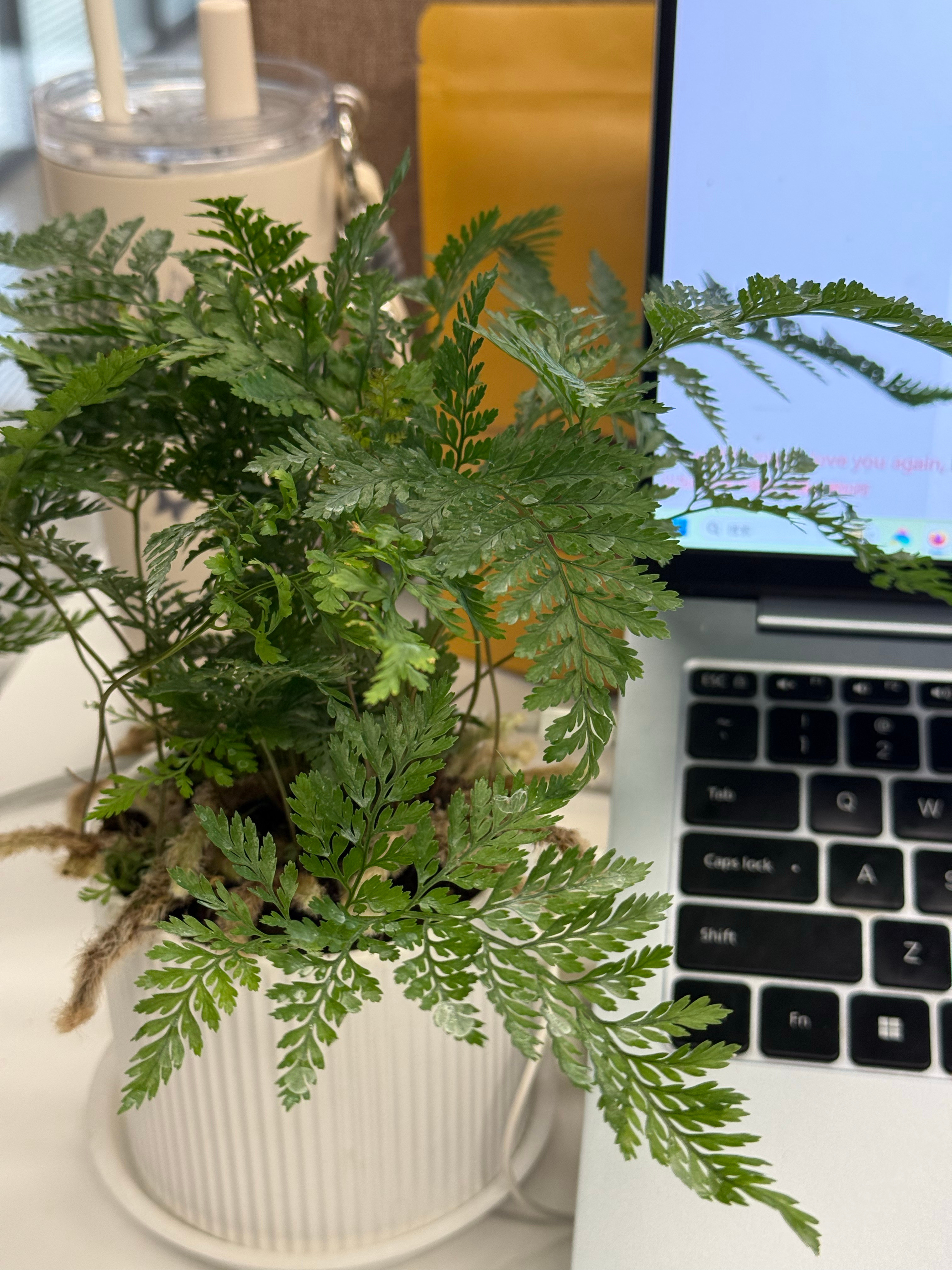 狗蛋精心挑选了一盆上班搭子，无奖竞猜有人知道叫啥吗[点赞]​​​