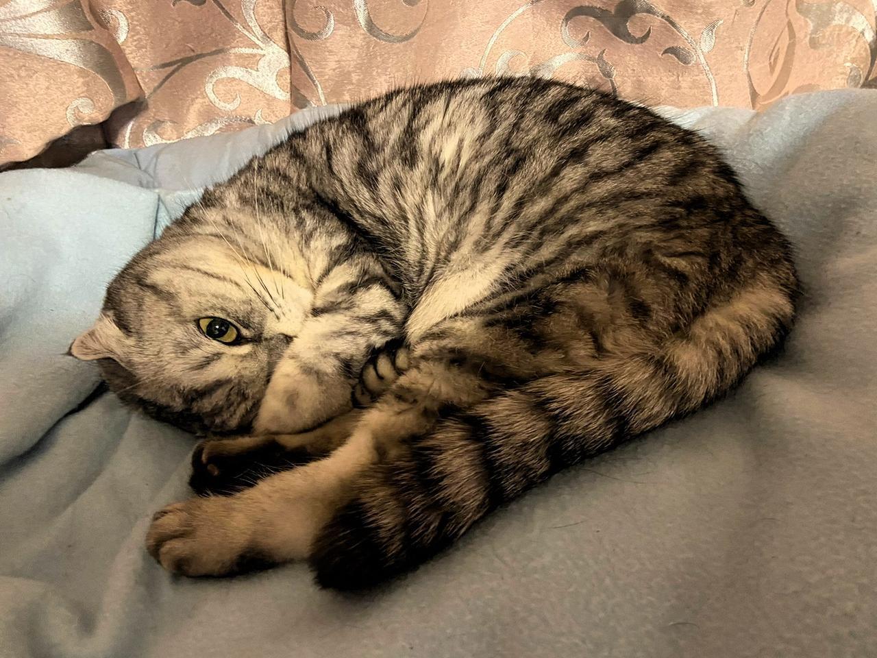 以一张照片记录你家猫咪的可爱