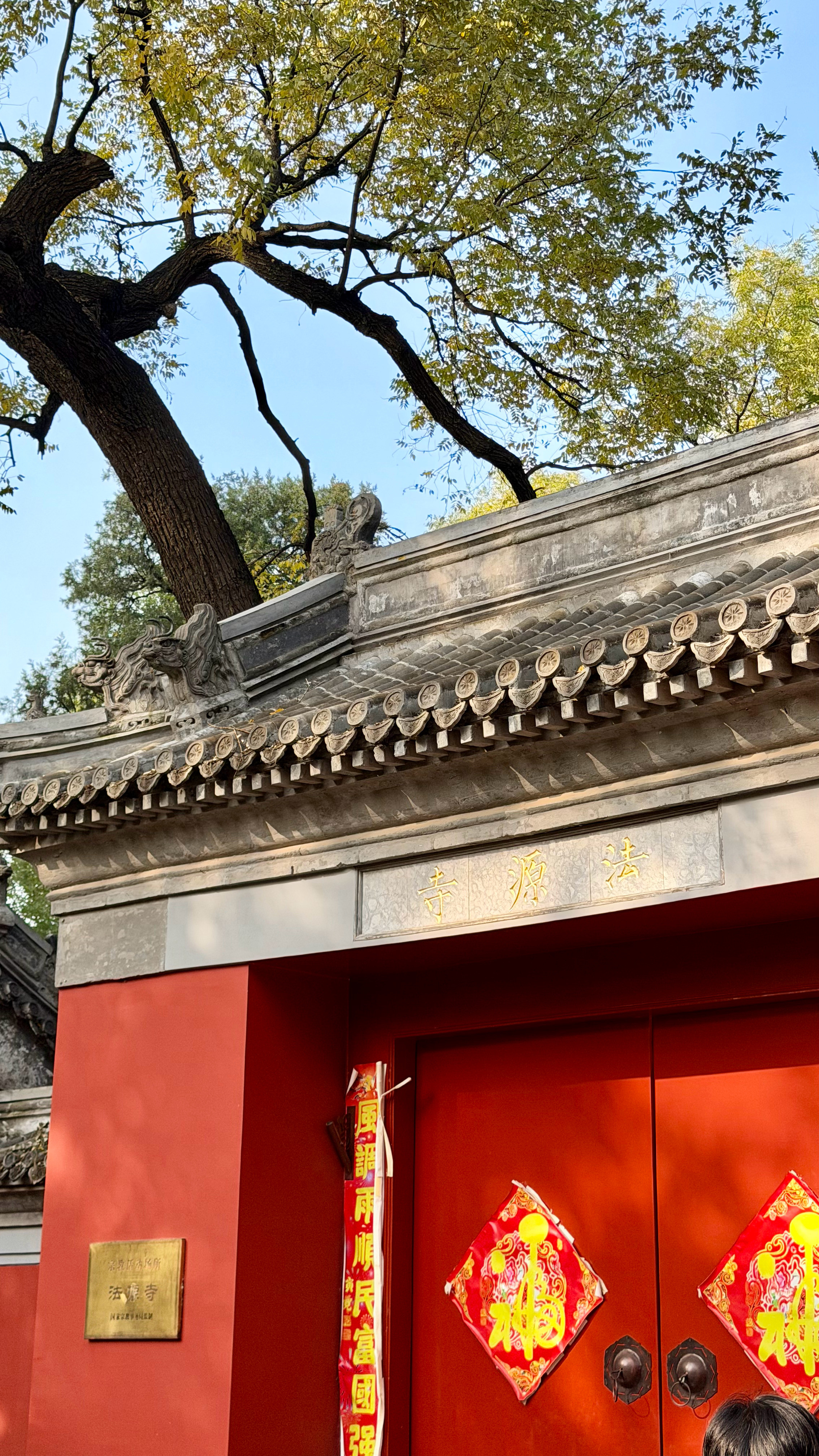 古寺和秋天，法源寺和银杏，真是绝配图5能看到银杏雨🍂虽然法源寺外面也有一片银杏