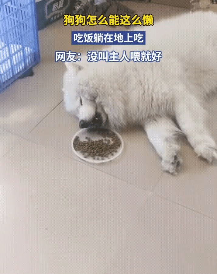 “这狗怕不是把‘能躺不站’刻进DNA了吧！”刷到女子分享的懒狗干饭视频，真的笑不