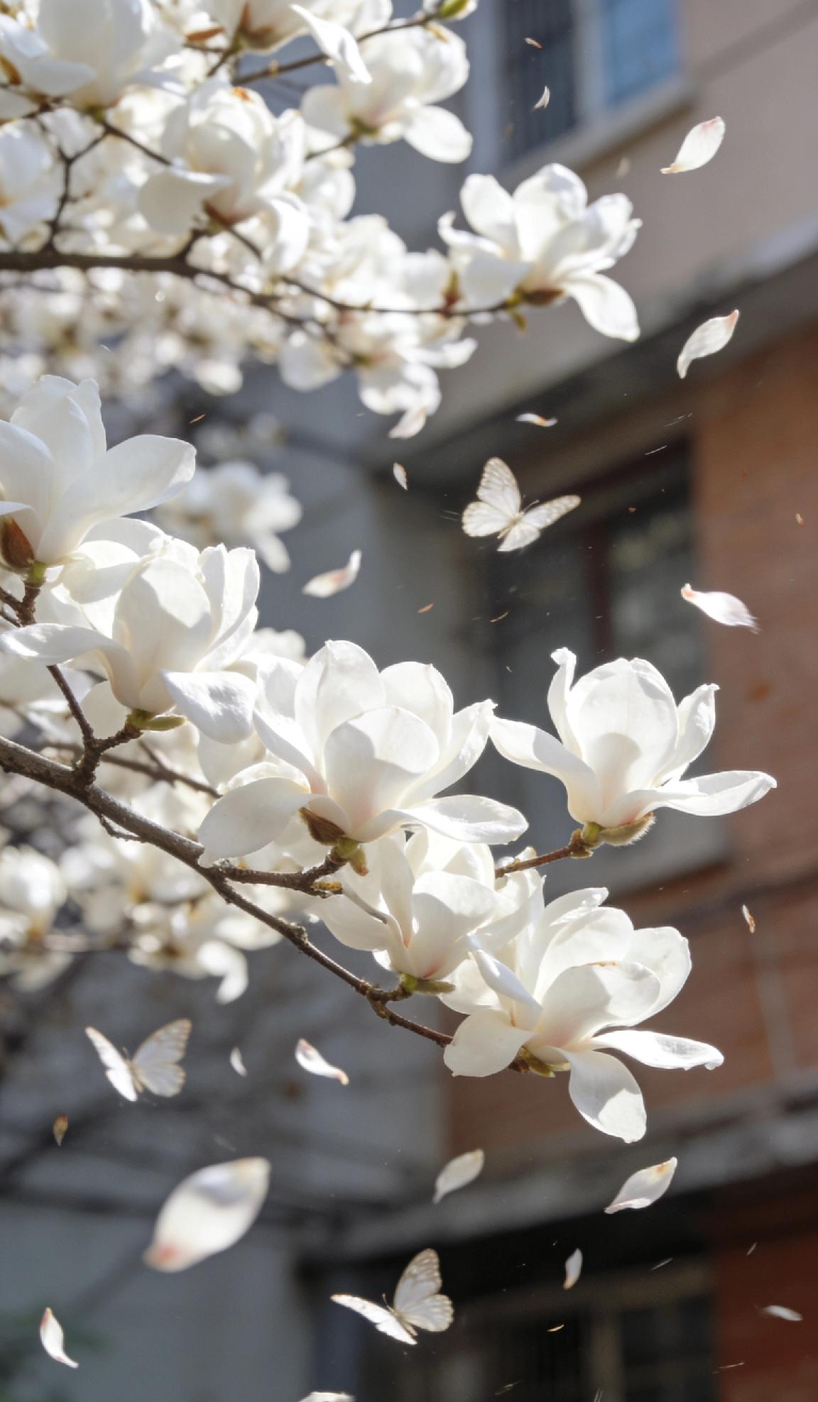 春光作序，万物和鸣。马年的春日，总在不经意间被细碎的美好治愈。楼下的玉兰开得