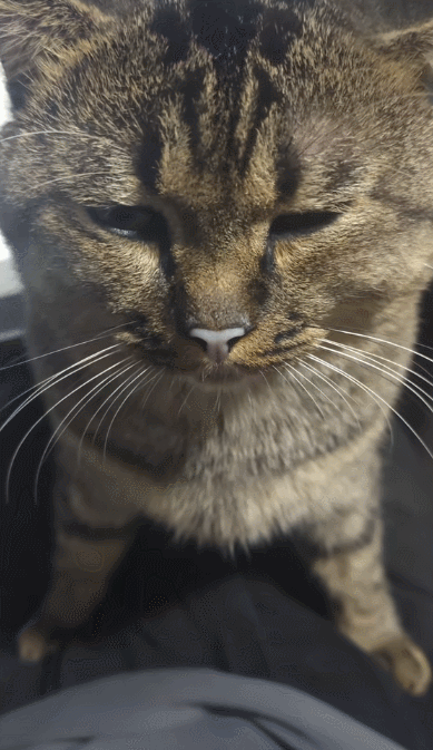 一直没注意以为是正常变化，结果是小猫贫血了[笑着哭]​​​