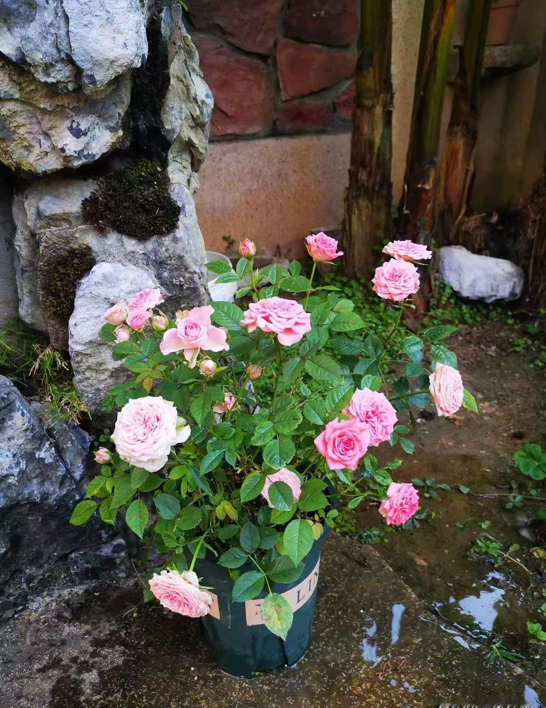 退休工资加起来6200，听着像是个“神仙日子”，结果一算账，光房贷就划...