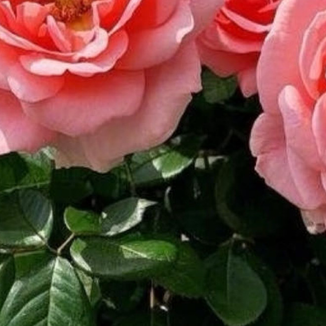 玫瑰花完整种植教程（盆栽+地栽通用）一、种植时间最佳：春秋季（3–4月、9–10
