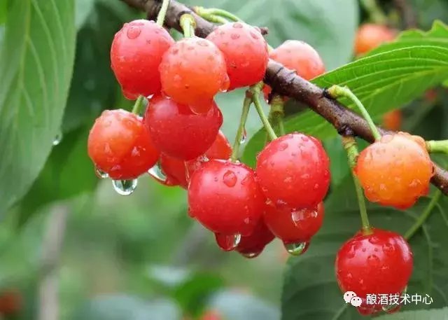 高档水果酒-樱桃酒制作工艺及功效