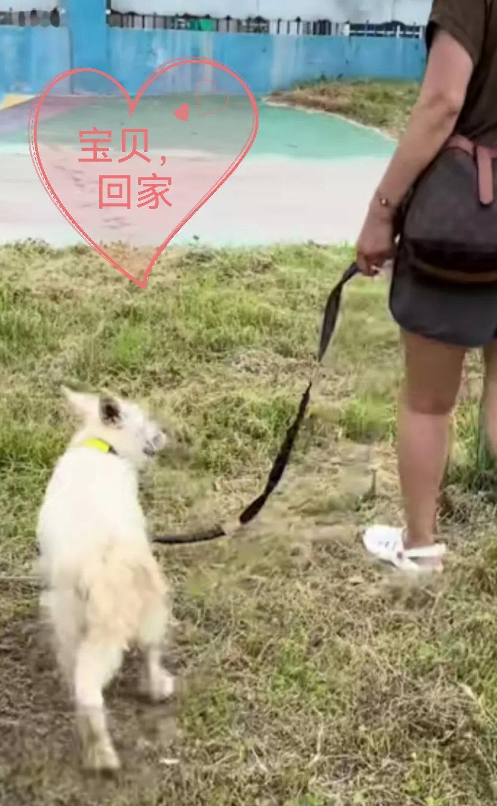 一只又忠诚又可怜的大白狗，躲在大石头下面，这只大白狗很忠诚，他就一直在那里等着他