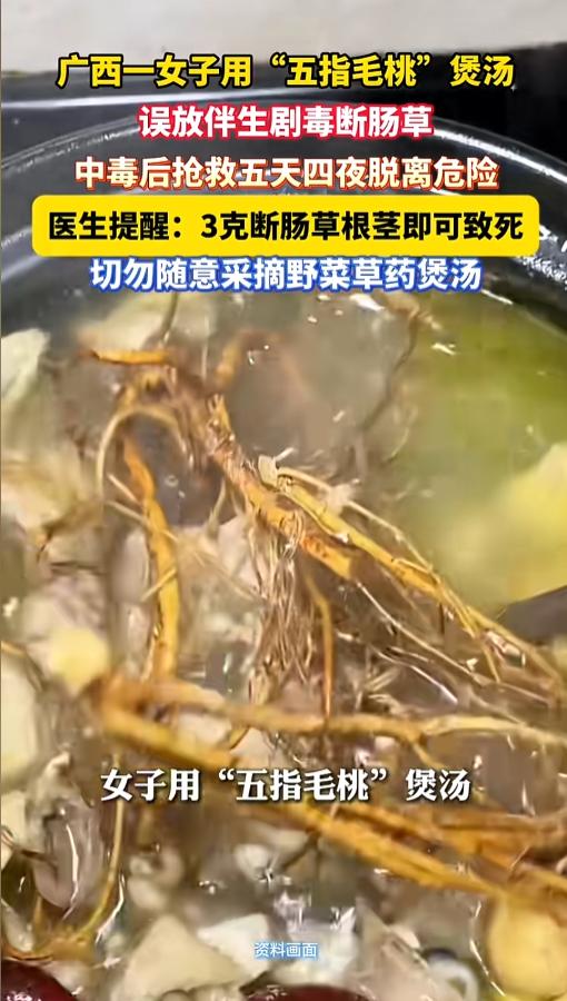 “可得瞪大眼睛看清楚咯！”近日，广西南宁，一女子上山祭扫，回来时顺手挖了些五指毛