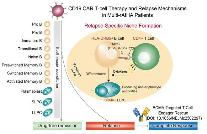 我国科研人员在细胞与基因治疗领域取得新突破
