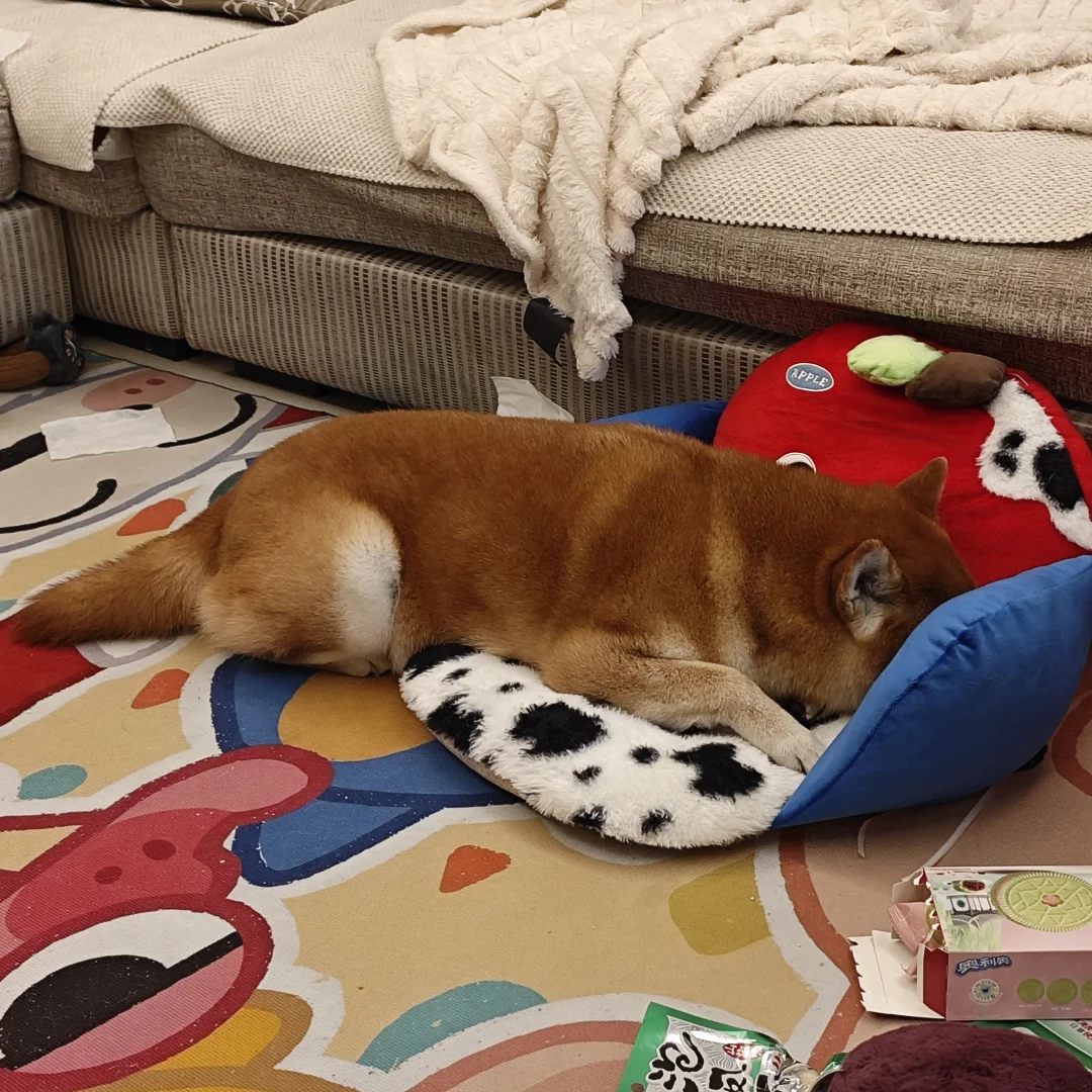 当小狗遇到喜欢但睡不下的垫子