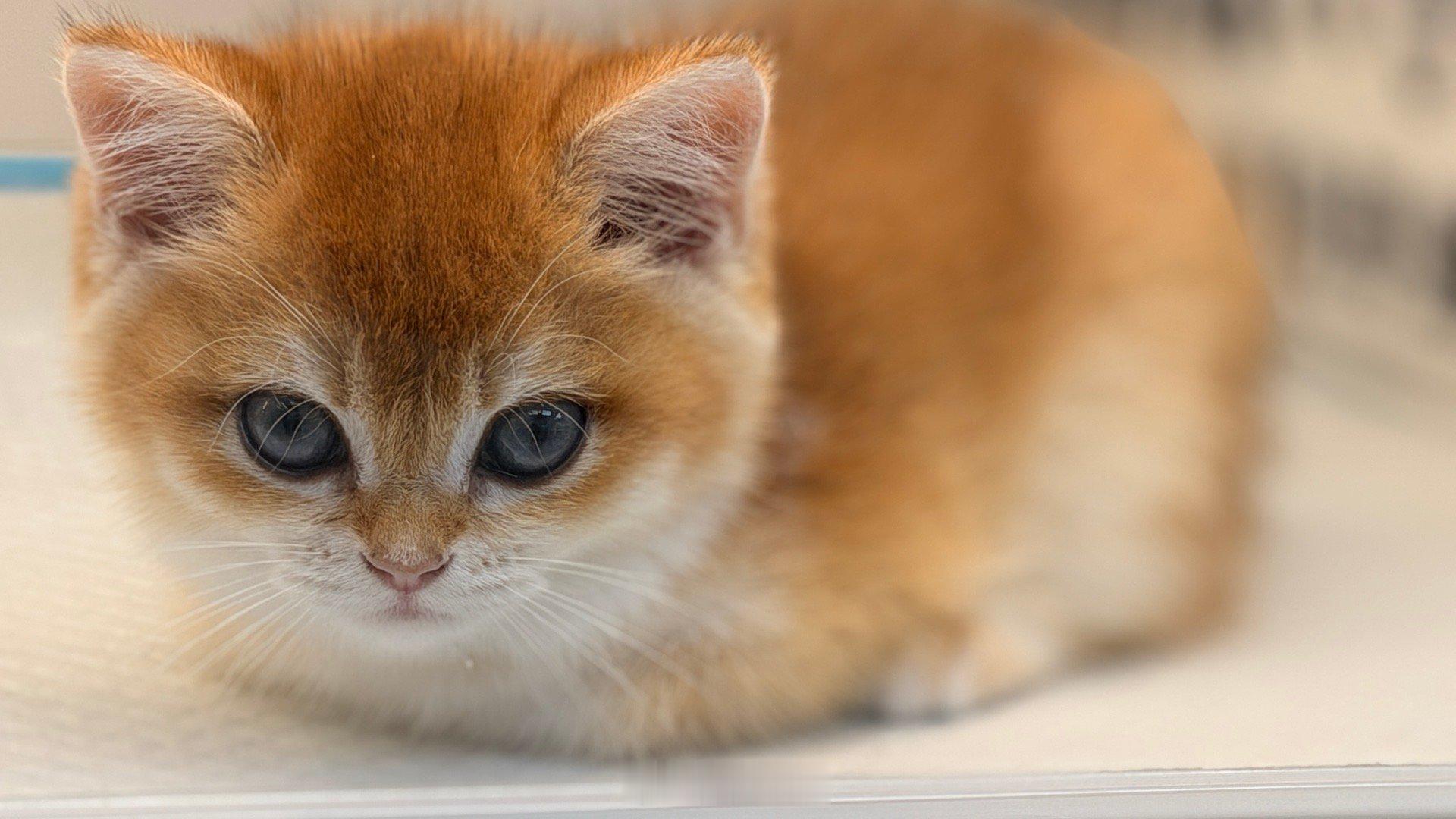 可爱惨了，但要卖6500块，好富贵啊