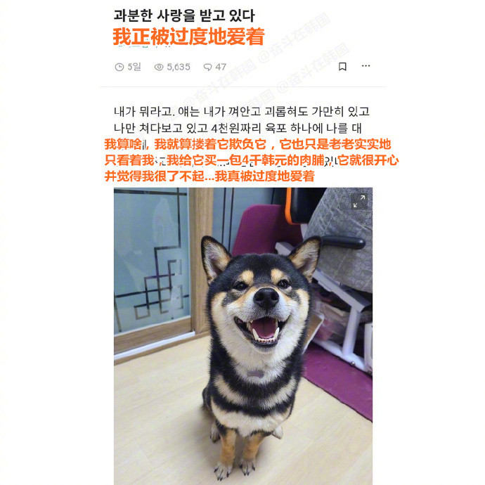 人，就算没人爱你，小狗也会无条件爱你​​​海外新鲜事热点现场​​​