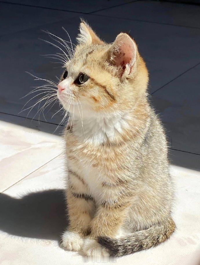 论小猫打光的重要性​​​