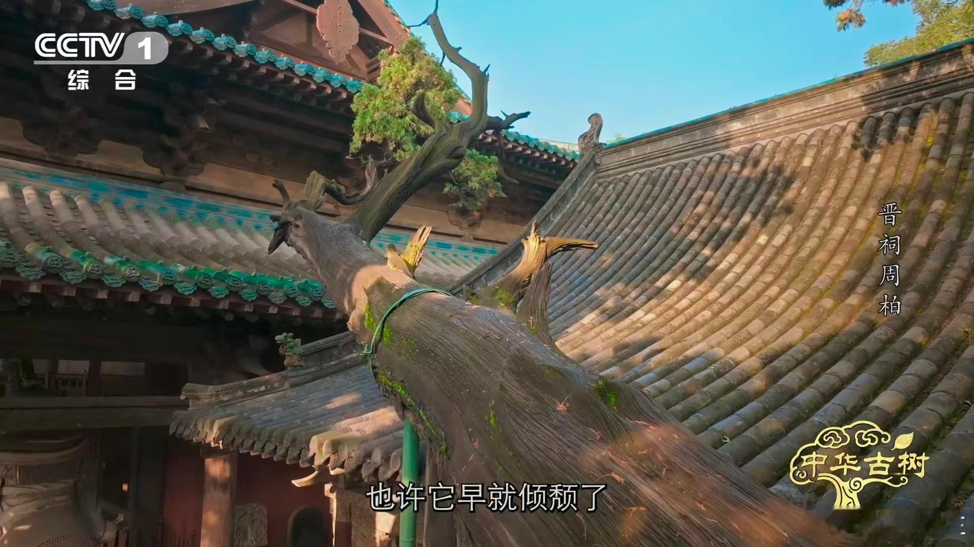 3000岁古柏躺着长了数百年山西太原晋祠博物馆藏着个超牛的活化石，那就是树龄约3