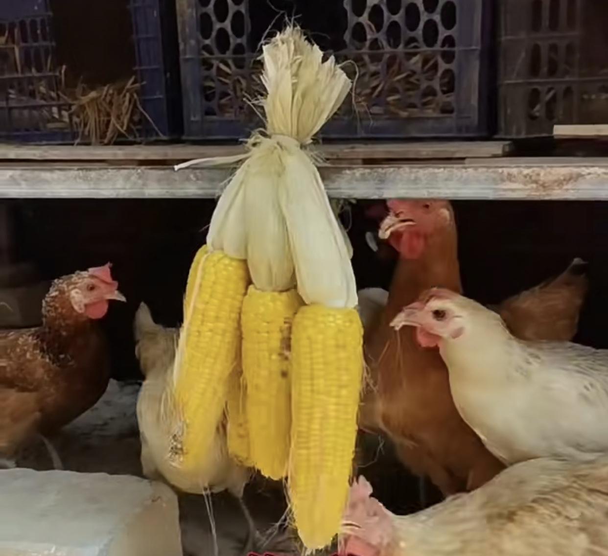 养鸡别瞎喂，记住这几招，少生病长得快！家里养鸡的朋友注意啦，别再只知道喂