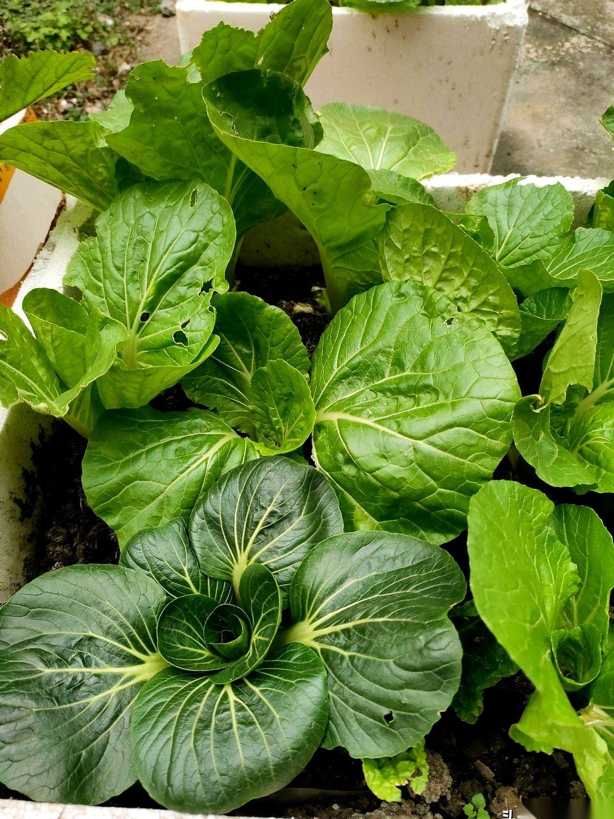 带状疱疹这玩意儿，要不了命，但能让你疼到不想活。这不是吓唬你。我前阵子，就刚