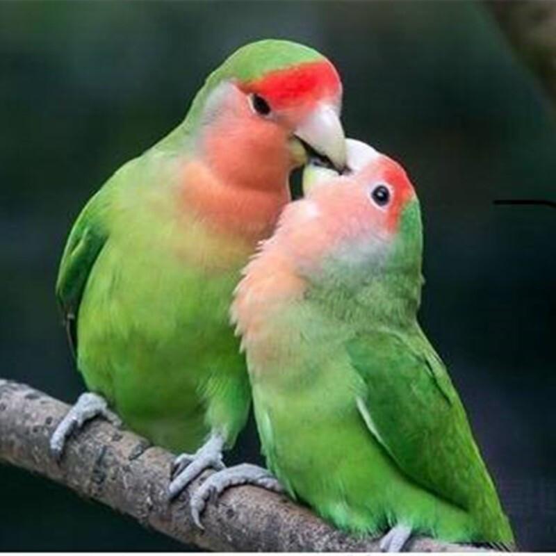 花20块套中一只鹦鹉，7天后父亲进了ICU：这种“幸运”，千万别再碰！别再把