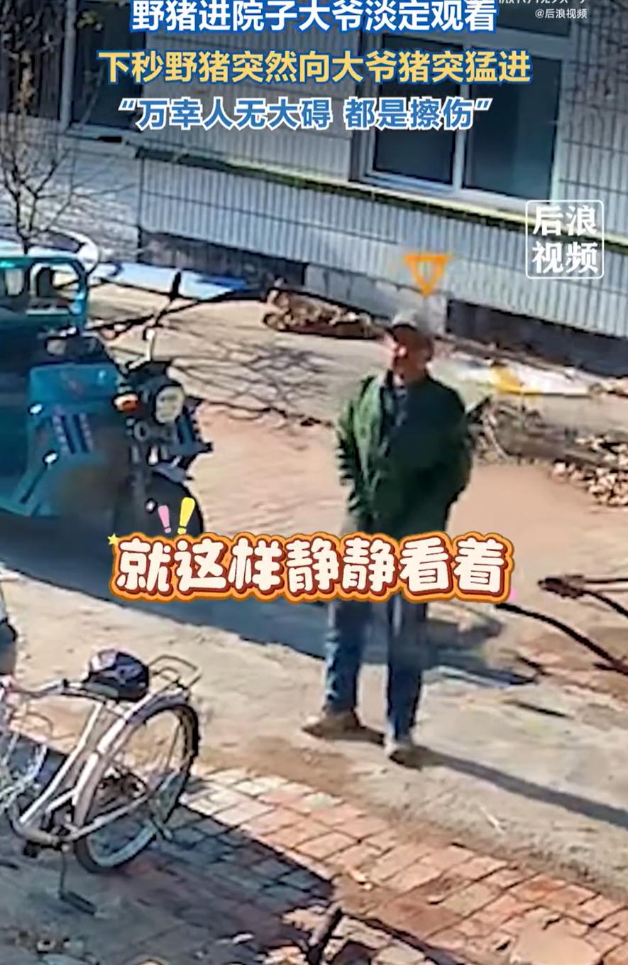 辽宁，一大爷在家里听到院子有动静，出来一看发现是一只大野猪，可大爷不但没有害怕闪