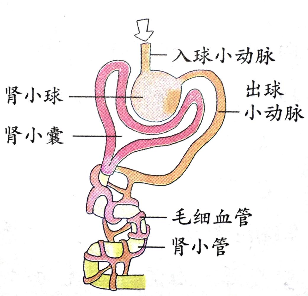 (2)尿的形成
