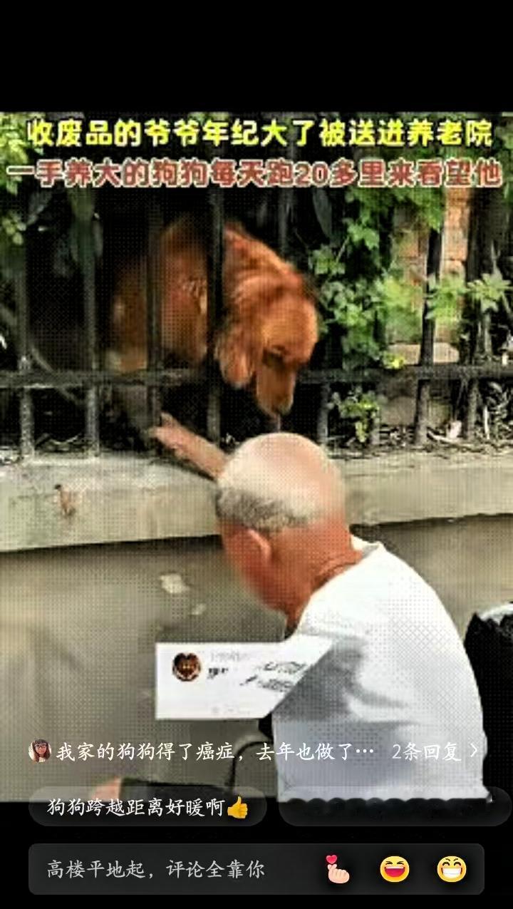 这画面真的太戳心了！老人被送进养老院，一手养大的狗狗每天跑20多里路来看他，隔着