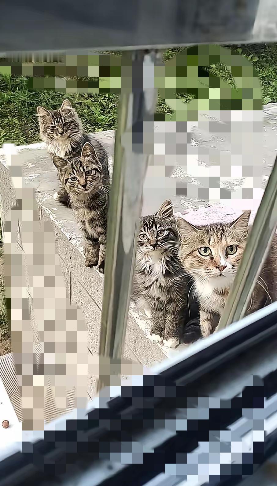 救命！就喂了一次，我被流浪猫一家“绑定”了！现在每天清晨，窗