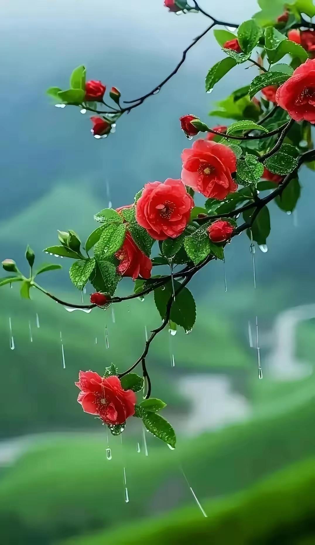 下联：雨急叶摇花。（图片来自网络）