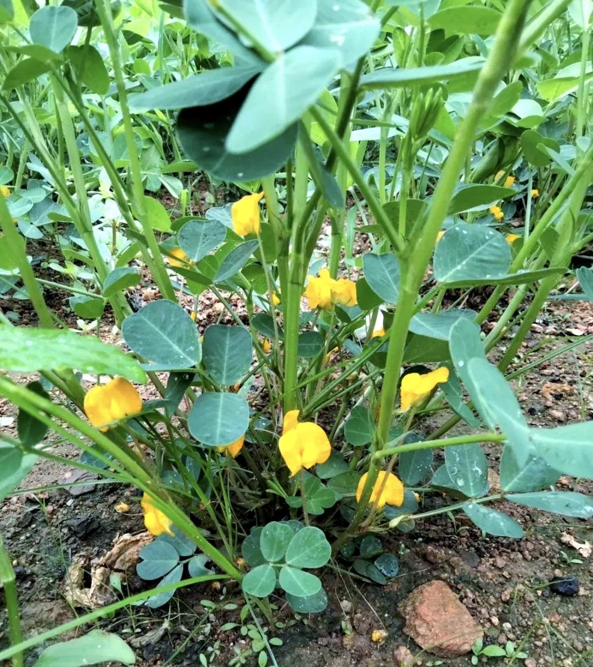 真正的花生长这样：种在菜地里，开花开在泥土上面的枝头，结的果实却在泥土里的根部。