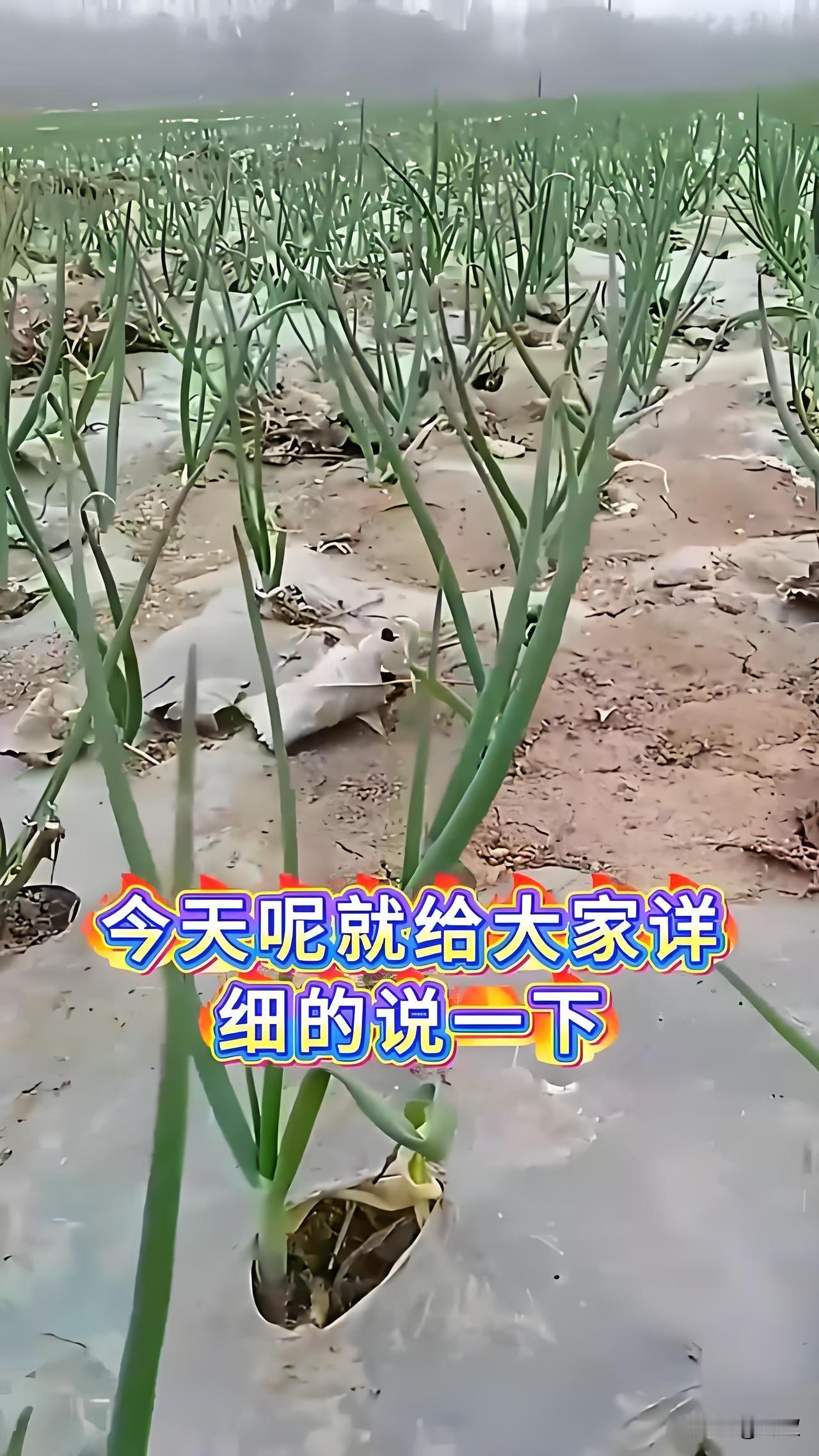 ?看看每年我什么时候给洋葱育苗的不少菜友问我，洋葱到底啥时候育苗最合适，今