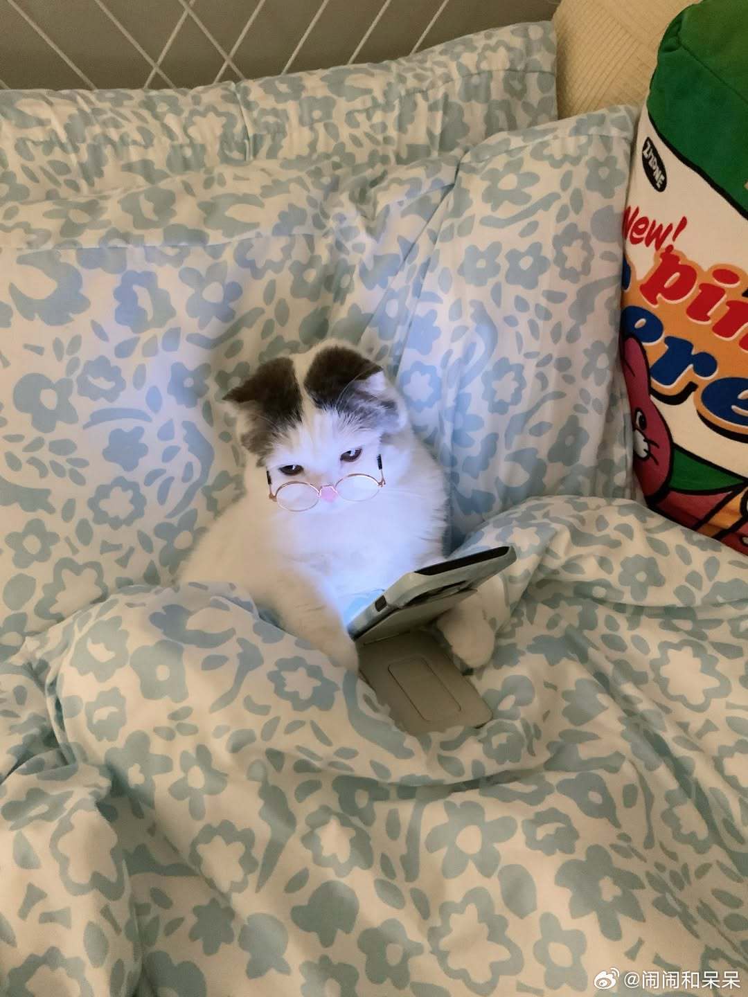 小猫咪在演谁睡前？cr：jiewliew_jiggo​​​