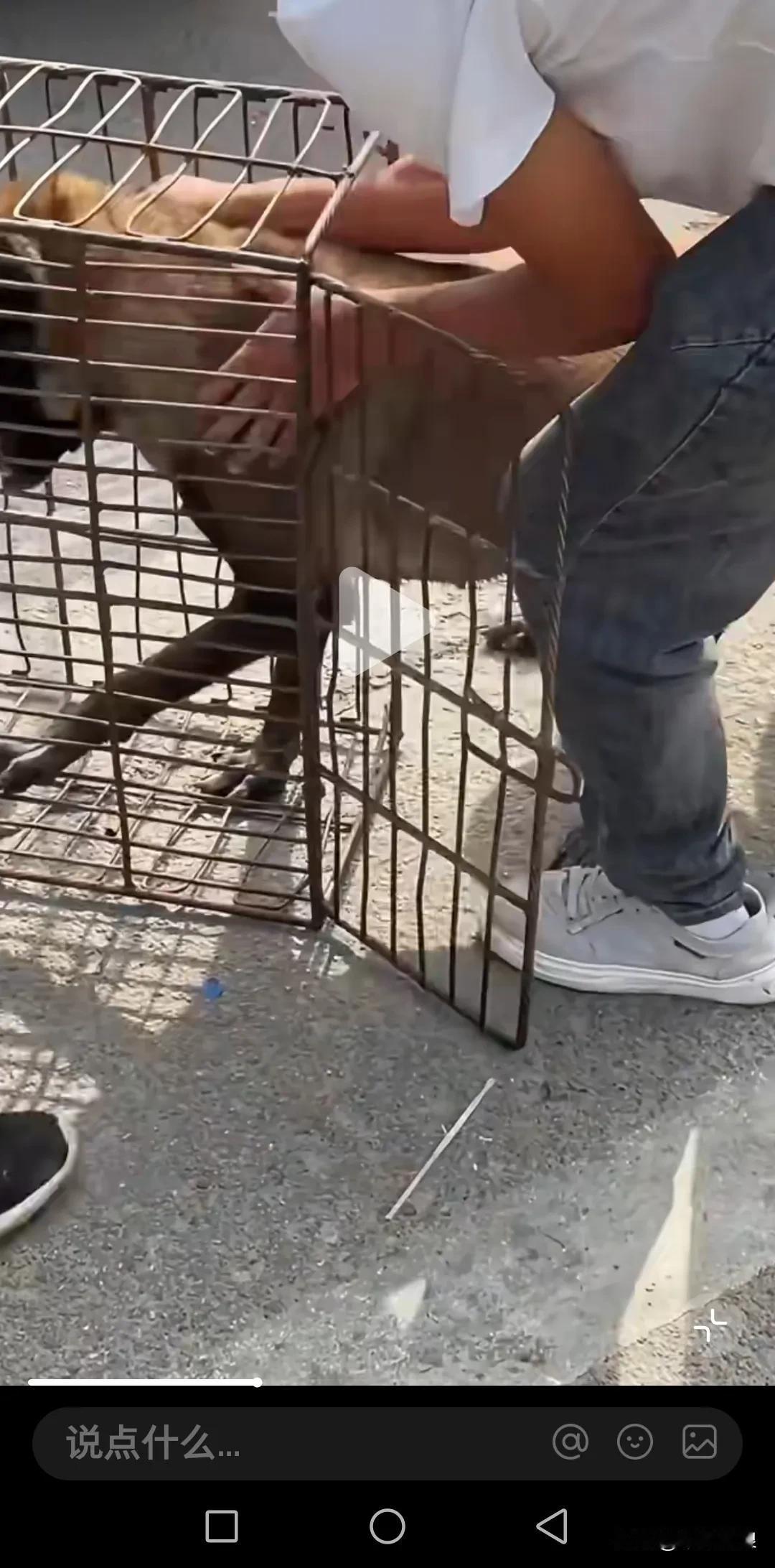 养了8年的马犬，就因为老了被主人亲手牵进狗肉笼，这事儿听着就让人心里不得劲儿。以