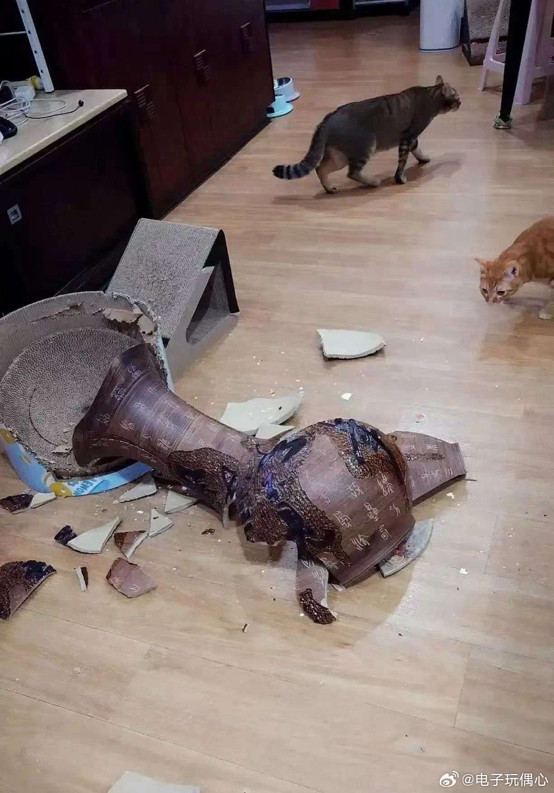 主人家估计头都大了。这猫养还是不养好！