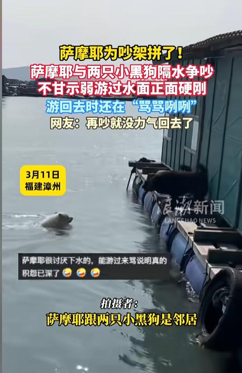 “笑不活了！”近日，福建漳州，一只萨摩耶与两只小黑狗隔水吵了起来，萨摩耶觉得离的