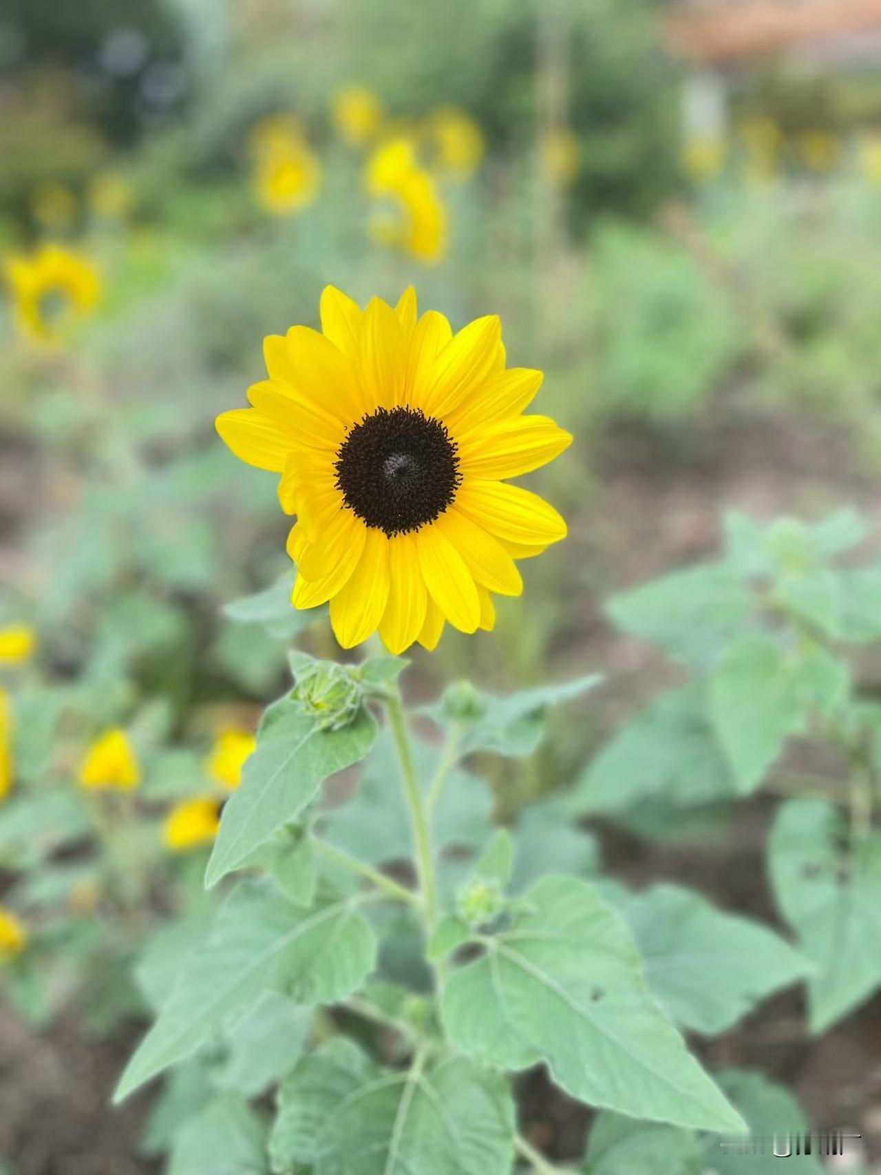朋友有钱，和你无关亲戚有权，和你无关你能靠的，只有你自己有网友说他大伯在